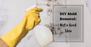 DIY Mold Removal