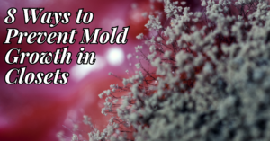 8 Ways to Prevent Mold Growth In Closets