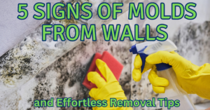 5 Signs of Molds from Walls and Effortless Removal of It