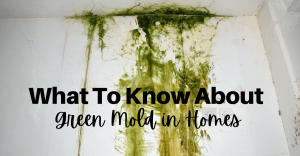 What To Know About Green Mold in Homes