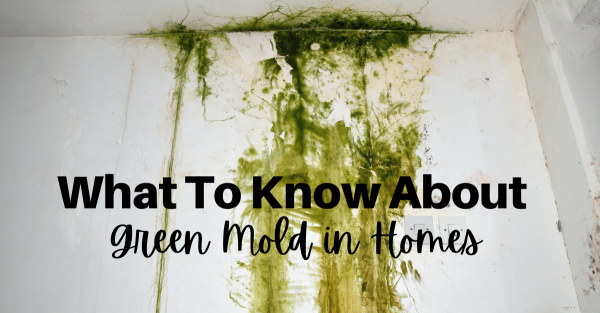 What To Know About Green Mold In Homes Superior Restoration Premier   What To Know About Green Mold In Homes 600x313 