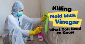 Killing Mold With Vinegar - What You Need to Know