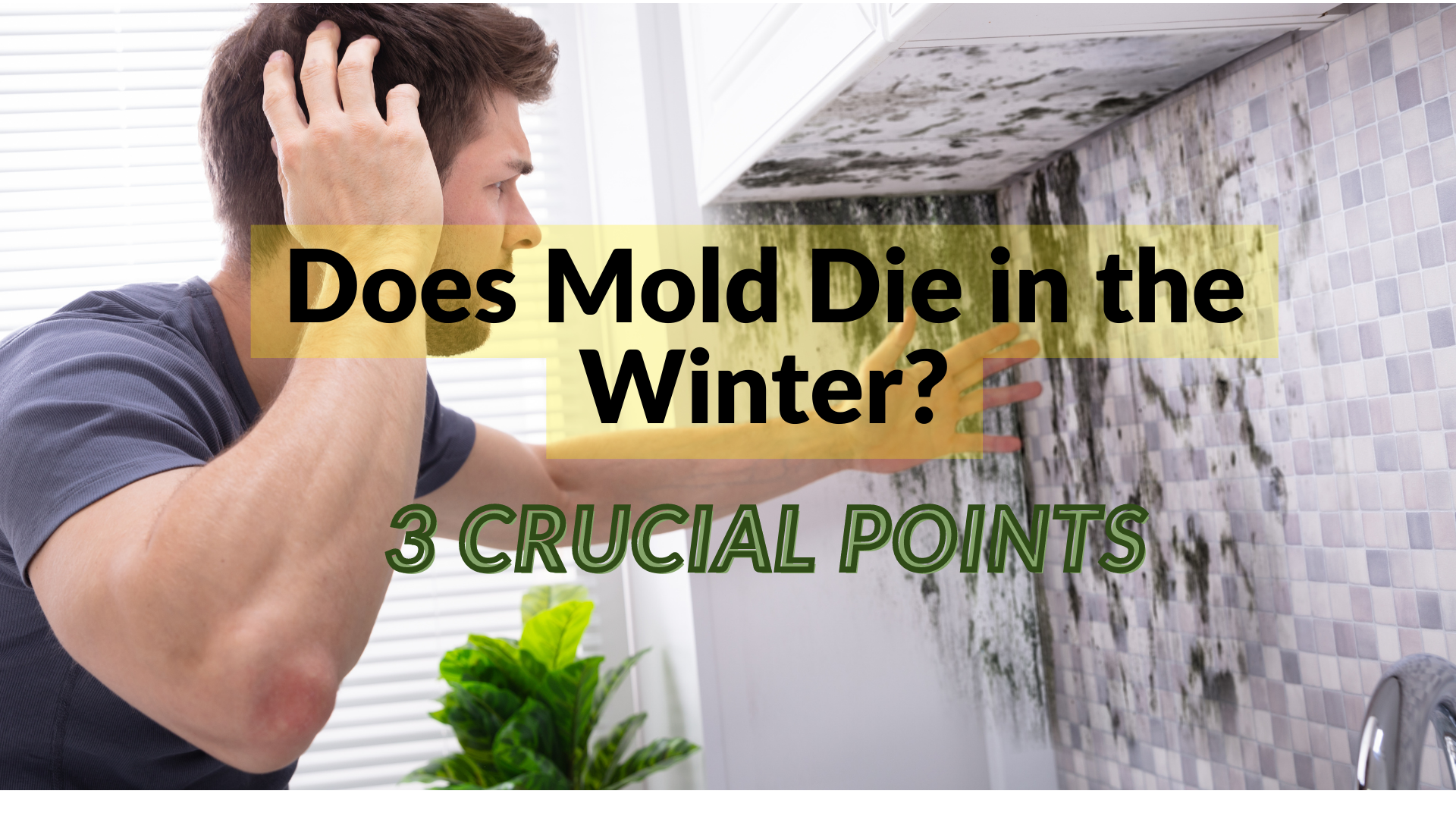 Does Mold Die in the Winter